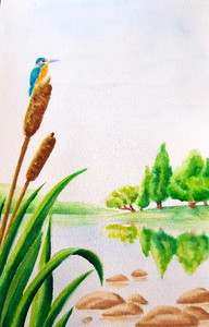 Lorna, Kingfisher in summertime, watercolour.jpg